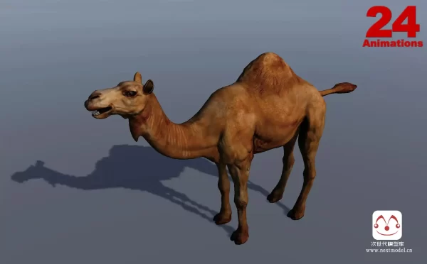 非洲野生动物单峰骆驼3d模型
