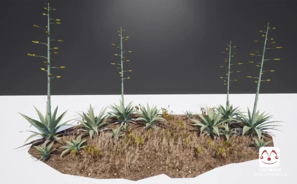 地中海龙舌兰植物模型