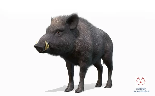 高品质野生动物雄性野猪3d模型