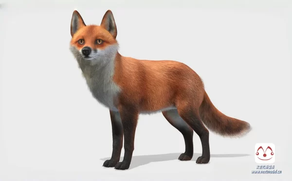 高质量狐狸模型带动画