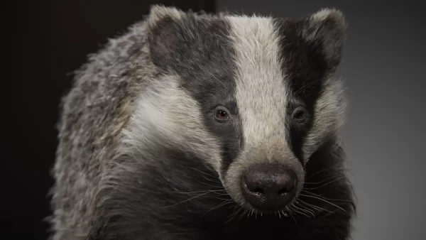 广告级3D生物制作：来看这只逼真3D獾的诞生