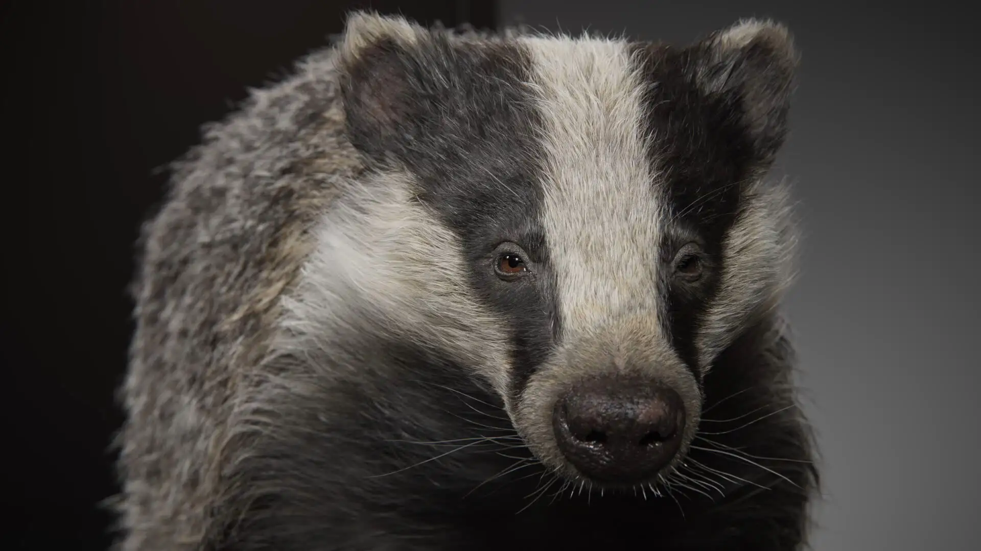 超写实獾3d模型