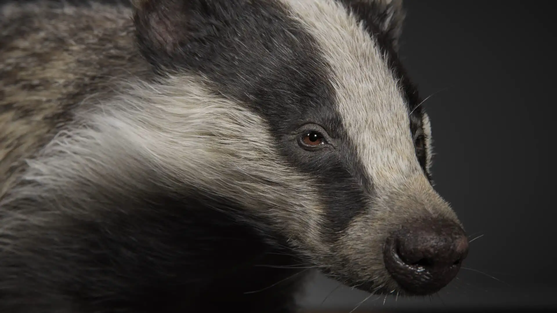 超写实獾3d模型