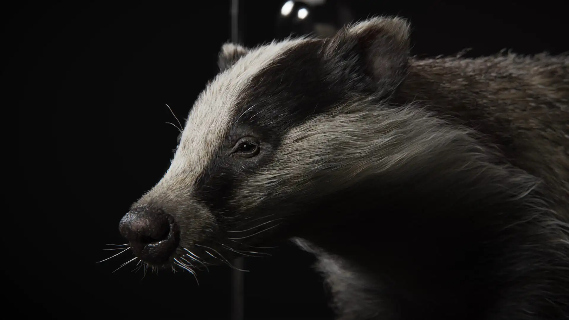 超写实獾3d模型