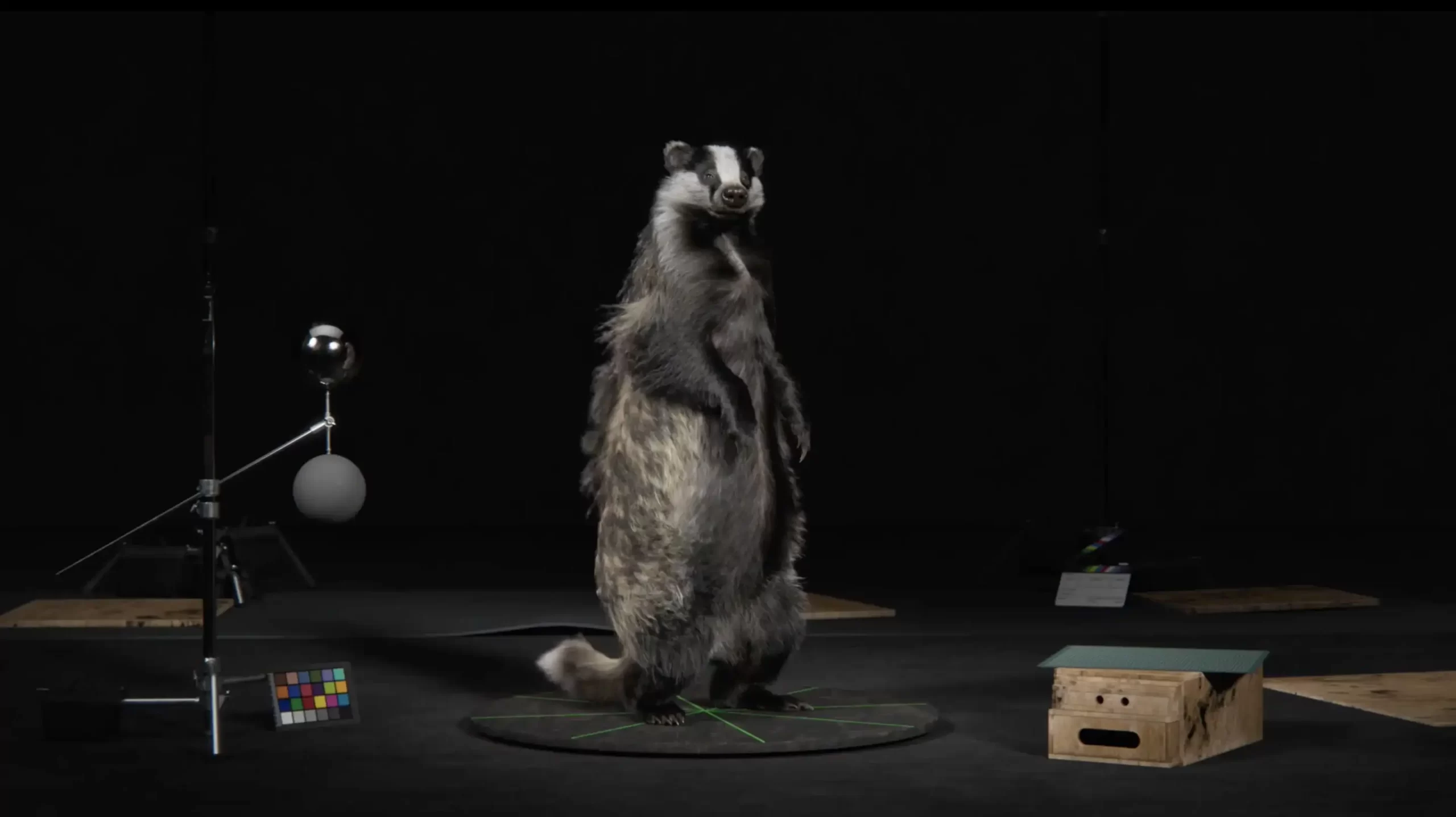 超写实獾3d模型