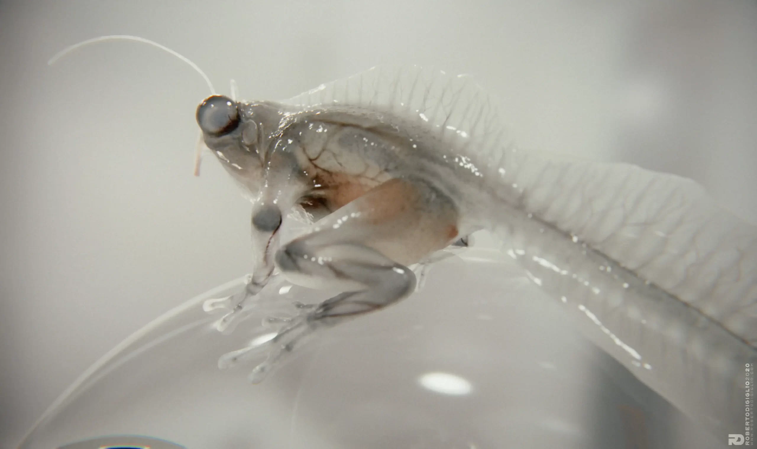 从《侏罗纪公园》到CGI大师：Roberto Digiglio谈游戏与CGI中的生物和角色设计-次世代模型库