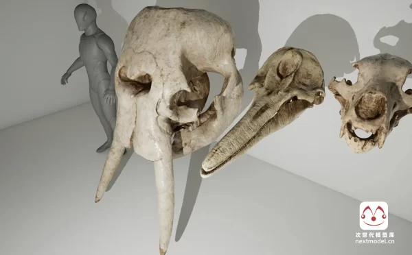 远古动物头骨扫描3D模型